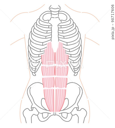 腹直筋（ふくちょくきん）イラスト 98717606