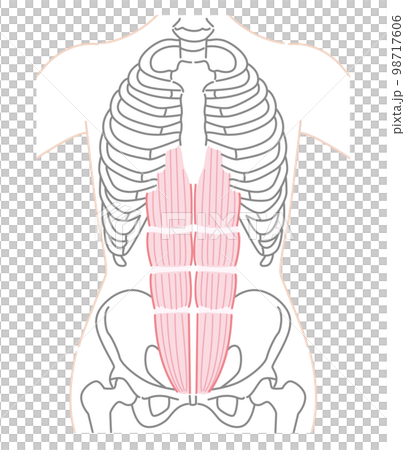 腹直筋（ふくちょくきん）イラスト 98717606