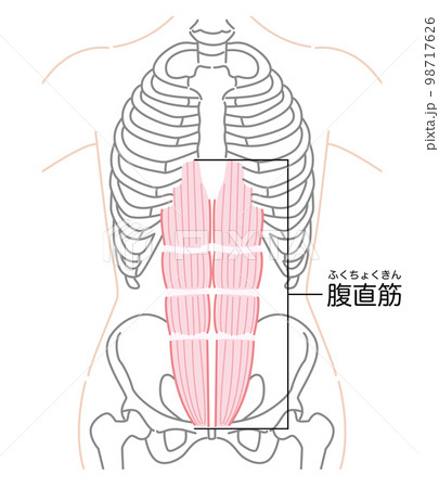 腹直筋イラスト(名称有り) 腹直筋イラスト(名称有り) 98717626