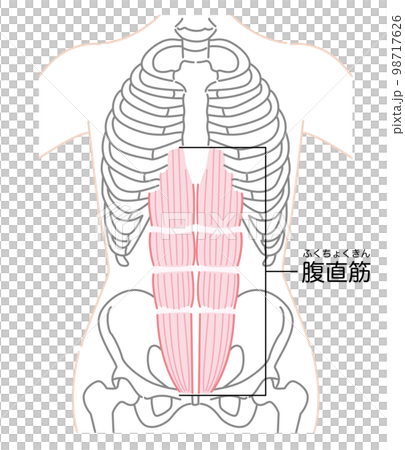 Rectus abdominis illustration (with name) Rectus abdominis illustration (with name) 98717626