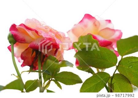 神代植物園、自然、植物、じんだい、しょくぶつえん、庭園、植物園、バラ、白、クローズアップ、花、可憐、 神代植物園、自然、植物、じんだい、しょくぶつえん、庭園、植物園、バラ、白、クローズアップ、花、可憐、 98717992