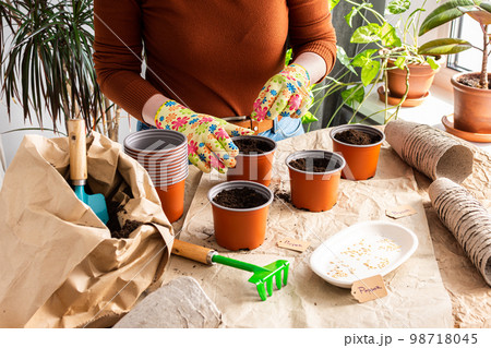 Woman is planting seedlings at home 98718045
