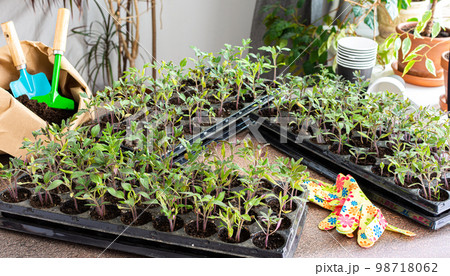 Transplanting seedlings, pricking out 98718062