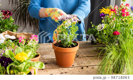 Woman transplanting a flower Osteospermum 98718063