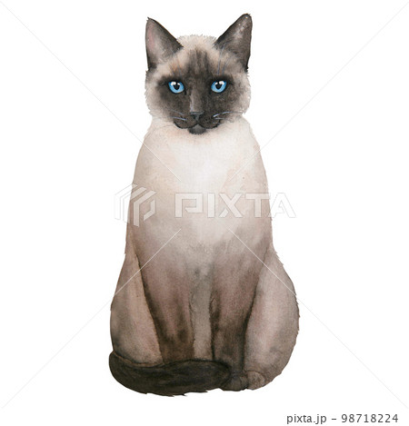 Watercolor illustration of siamese cute cat isolated on white background. Watercolor illustration of siamese cute cat isolated on white background. 98718224