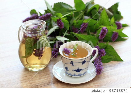 Herbal tea from medicinal herb Agastache foeniculum, also called giant hyssop or Indian mint Herbal tea from medicinal herb Agastache foeniculum, also called giant hyssop or Indian mint 98718374