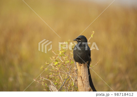 Closeup of black drongo, Dicrurus macrocercus, Satara, Maharashtra, India.. Closeup of black drongo, Dicrurus macrocercus, Satara, Maharashtra, India.. 98718412