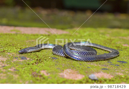 Melanophidium khairei or Khaire's black shieldtail, species of burrowing snake, family Uropeltidae, endemic to India.. Melanophidium khairei or Khaire's black shieldtail, species of burrowing snake, family Uropeltidae, endemic to India.. 98718429