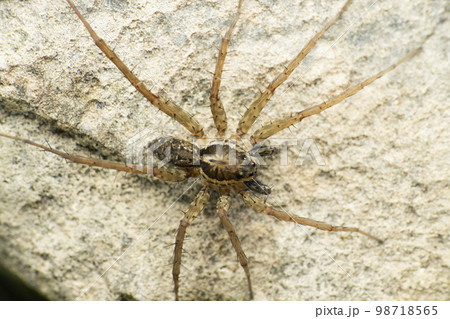 Indian wolf spider, Lycoside sp, Satara, Maharashtra, India Indian wolf spider, Lycoside sp, Satara, Maharashtra, India 98718565