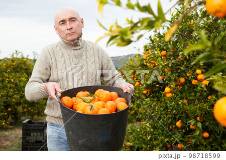 Man in sweater harvesting tangerines Man in sweater harvesting tangerines 98718599
