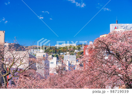（静岡県）日本で最も早咲き、熱海市糸川のあたみ桜 98719039