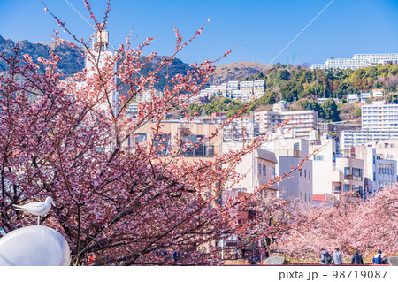 (静岡県)日本で最も早咲き、熱海市糸川のあたみ桜 (静岡県)日本で最も早咲き、熱海市糸川のあたみ桜 98719087