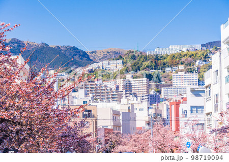 (静岡県)日本で最も早咲き、熱海市糸川のあたみ桜 (静岡県)日本で最も早咲き、熱海市糸川のあたみ桜 98719094
