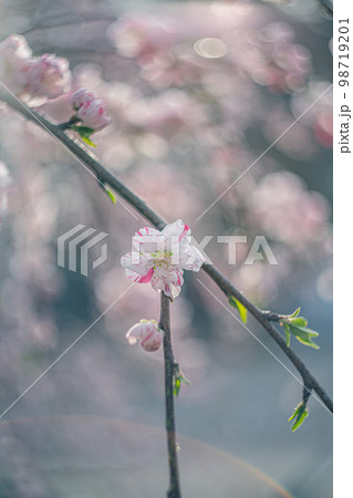 源平しだれ桃 源平しだれ桃 98719201