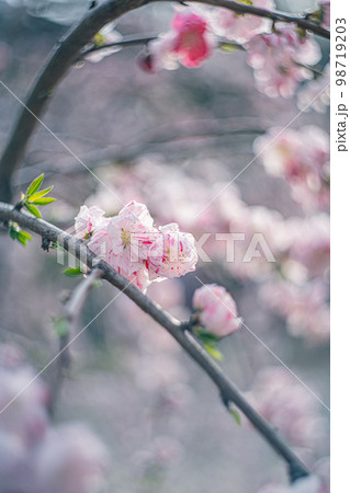 源平しだれ桃 98719203