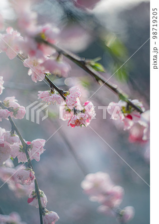 源平しだれ桃 98719205