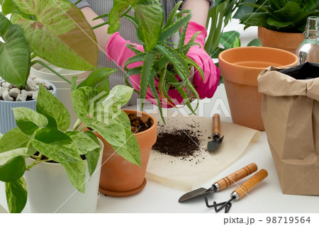 Woman gardeners transplanting plant in clay pot on white table. Concept of home garden. Taking care of home plants Woman gardeners transplanting plant in clay pot on white table. Concept of home garden. Taking care of home plants 98719564