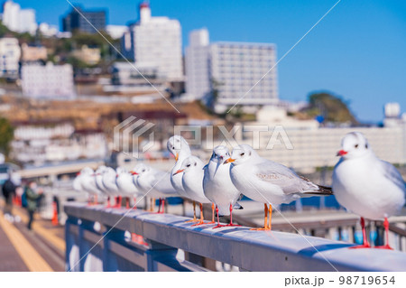 （静岡県）熱海港のカモメ 98719654