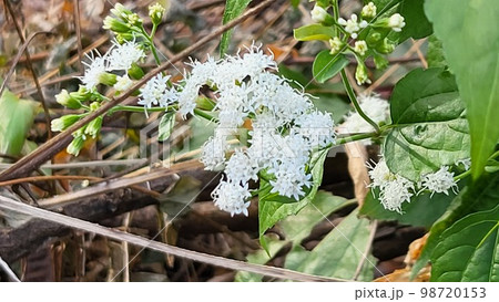 野花 野生の花 ムミョンチョ 98720153