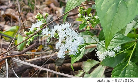 野花 野生の花 ムミョンチョ 98720156