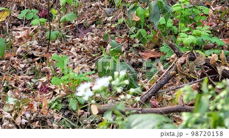 野花 野生の花 ムミョンチョ 98720158