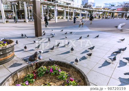 日本の横浜都市景観 地下鉄　センター南駅前のハト。突然、群れが飛来… 98720159