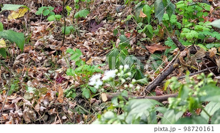野花 野生の花 ムミョンチョ 98720161