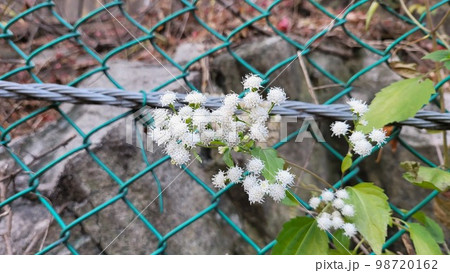 野花 野生の花 ムミョンチョ 98720162