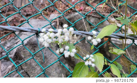 野花 野生の花 ムミョンチョ 98720170
