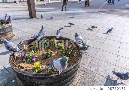 日本の横浜都市景観 地下鉄　センター南駅前のハト。突然、群れが飛来… 98720171