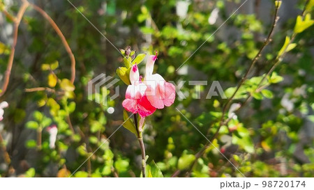 野花 野生の花 ムミョンチョ 98720174