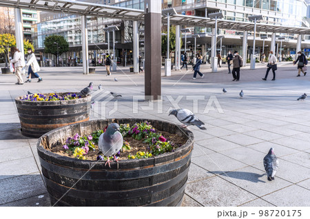 日本の横浜都市景観 地下鉄 センター南駅前のハト。突然、群れが飛来… 日本の横浜都市景観 地下鉄 センター南駅前のハト。突然、群れが飛来… 98720175
