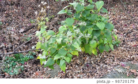 野花 野生の花 ムミョンチョ 98720179