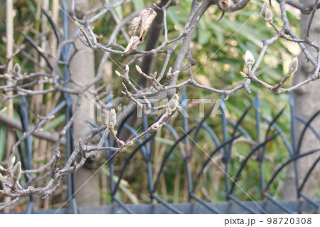 マグノリア 冬の木 つぼみ 98720308