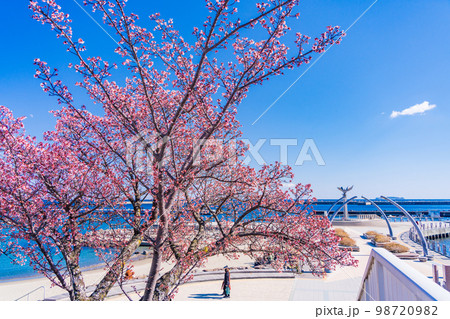 （静岡県）熱海親水公園　あたみ桜とムーンテラス 98720982