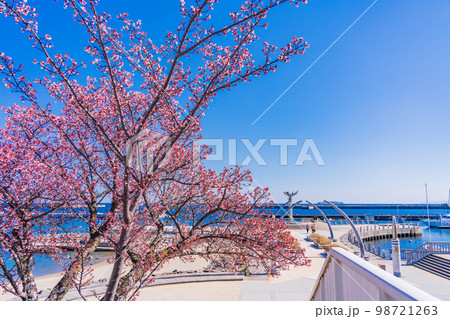 （静岡県）熱海親水公園のあたみ桜と、海沿いのホテル街 98721263