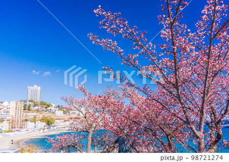 （静岡県）熱海親水公園のあたみ桜と、海沿いのホテル街 98721274