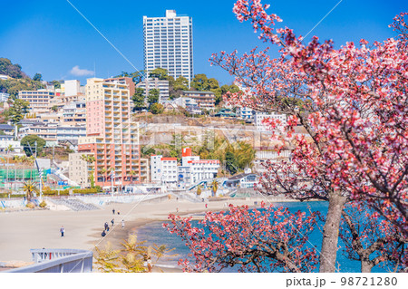（静岡県）熱海親水公園のあたみ桜と、海沿いのホテル街 98721280