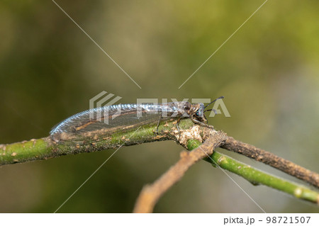 Image of myrmeleon formicarius perched on a branch on nature background. Antlion. Insect. 98721507