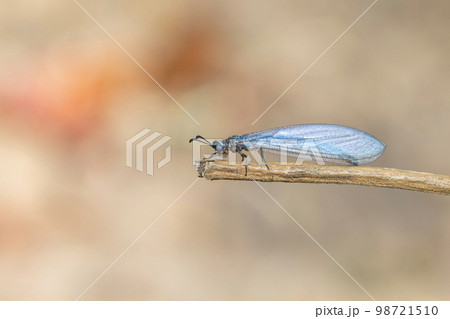 Image of myrmeleon formicarius perched on a branch on nature background. Antlion. Insect. Image of myrmeleon formicarius perched on a branch on nature background. Antlion. Insect. 98721510