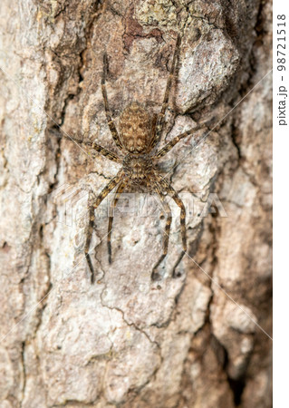 Image of a brown spider on a tree. Insect. Animal. Image of a brown spider on a tree. Insect. Animal. 98721518