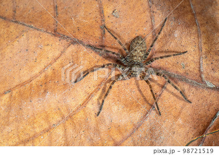 Image of a brown spider on dry leaves. Insect. Animal. Image of a brown spider on dry leaves. Insect. Animal. 98721519
