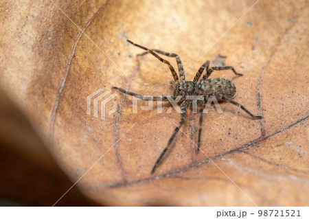 Image of a brown spider on dry leaves. Insect. Animal. 98721521