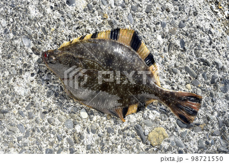 ヌマガレイ ヌマガレイ 98721550