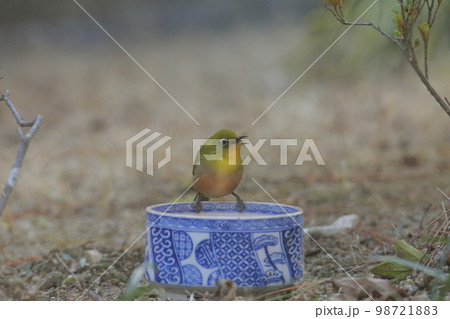 庭のメジロ、 98721883