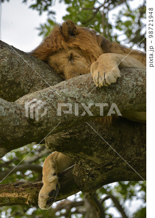 アフリカの動物 98721948