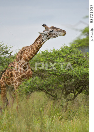 アフリカの動物 アフリカの動物 98721957