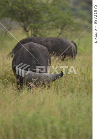 アフリカの動物 98721975