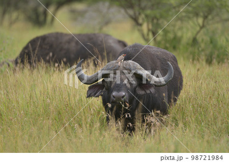 アフリカの動物 アフリカの動物 98721984