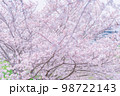 桜 98722143